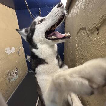 Winter -  Husky Dog for Adoption in Newark, New Jersey - Winter | PetCurious
