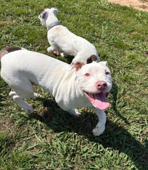 Tiny Tim (Grant) -  Mixed Breed Dog Available for Adoption in Bossier City, Louisiana - Tiny Tim (Grant) | PetCurious