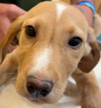 Feist Dogs Available for Adoption in Elizabethton, Tennessee - SKIP | PetCurious