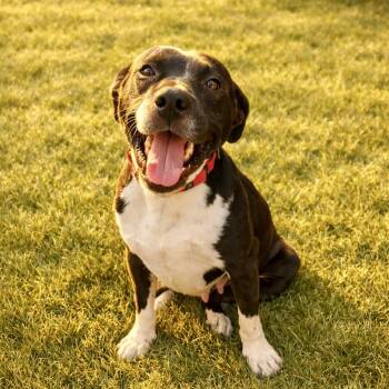 Satine -  Terrier Dog for Adoption in Corpus Christi, Texas - Satine | PetCurious