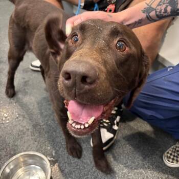 Morris -  Chocolate Labrador Retriever Dog for Adoption in Allentown, Pennsylvania - Morris | PetCurious
