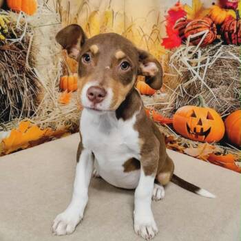 Rescue Hound and Pit Bull Terrier Dogs for Adoption in Griswold, Connecticut - Monica | PetCurious