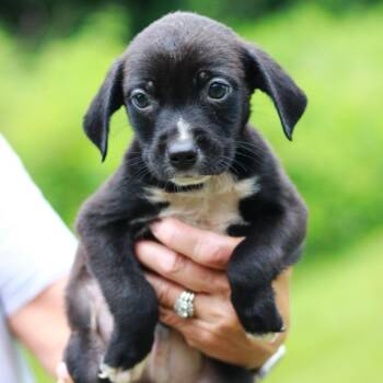 CT Chicken Tender avail Jul 4 -  Labrador Retriever and Mixed Breed Dog for Adoption in Eastford, Connecticut - CT Chicken Tender Avail Jul 4 | PetCurious