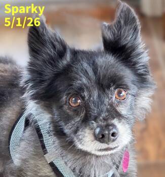 Sparky -  Pomeranian Dog for Adoption in Berlin, Maryland - Sparky | PetCurious