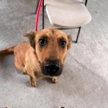 Addie 26-08-014 -  Shepherd and Cattle Dog Dog for Adoption in Bastrop, Texas - Addie 26-08-014 | PetCurious