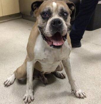 Rescue Boxer Dogs for Adoption in Riverside, California - ALI | PetCurious