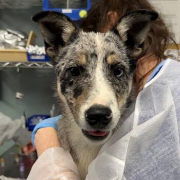 Australian Shepherd Dogs Available for Adoption - Grayson | PetCurious