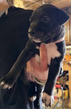 Border Collie and Mixed Breed Dogs Available for Adoption in Klamath Falls, Oregon - Lilac | PetCurious