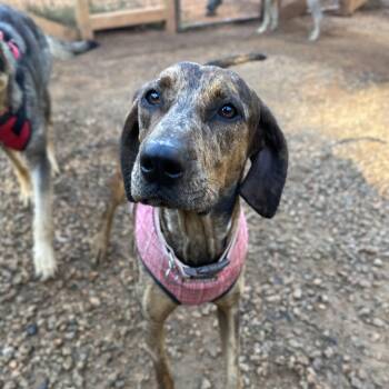 Rescue Catahoula Leopard Dog Dogs for Adoption in Columbia, South Carolina - Gazelle | PetCurious