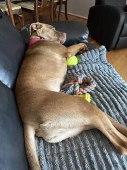 Priya -  Pit Bull Terrier and Mixed Breed Dog for Adoption - Priya | PetCurious