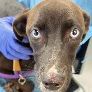 Blues -  Mixed Breed Dog for Adoption in Philadelphia, Pennsylvania - Blues | PetCurious