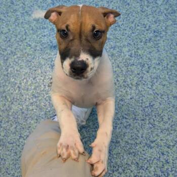 Mixed Breed Dogs Available for Adoption - Jon Snow | PetCurious