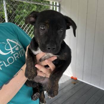 German Shepherd Dog Dogs Available for Adoption in Lakeland, Florida - Knodel | PetCurious