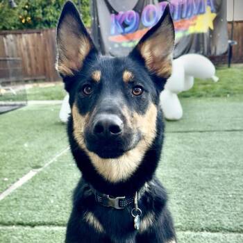 Hunter -  Shepherd and Mixed Breed Dog for Adoption in San Francisco, California - Hunter | PetCurious