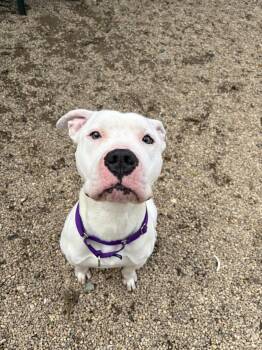 Zucchini -  Pit Bull Terrier Dog for Adoption in Peconic, New York - Zucchini | PetCurious