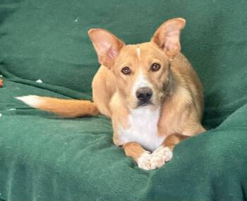 Australian Cattle Dog Blue Heeler and Labrador Retriever Dogs Available for Adoption in Lafayette, California - Jeni | PetCurious