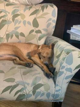 Labrador Retriever Dogs Available for Adoption in Brooklyn Center, Minnesota - Moses* | PetCurious