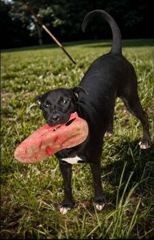 Lily -  German Shepherd Dog and Black Labrador Retriever Dog for Adoption in Magnolia, Texas - Lily | PetCurious