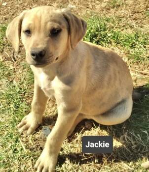 Labrador Retriever Dogs Available for Adoption - Jackie | PetCurious