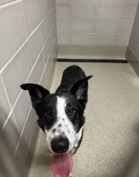Rescue Border Collie Dogs for Adoption in Virginia Beach, Virginia - 180583 Zeus & 180584 Domino *BONDED PAIR* | PetCurious