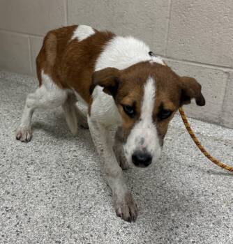 Pit Bull Terrier and Mixed Breed Dogs Available for Adoption - A425177 | PetCurious