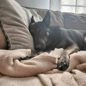 Max (FKA Anubis) -  German Shepherd Dog Dog for Adoption in San Diego, California - Max (FKA Anubis) | PetCurious