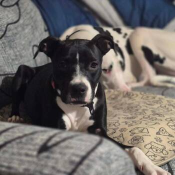 Veda -  Pit Bull Terrier and Mixed Breed Dog for Adoption in Alma, Wisconsin - Veda | PetCurious