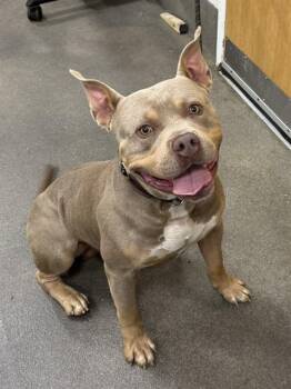 VINCENT -  Pit Bull Terrier and Mixed Breed Dog for Adoption - VINCENT | PetCurious