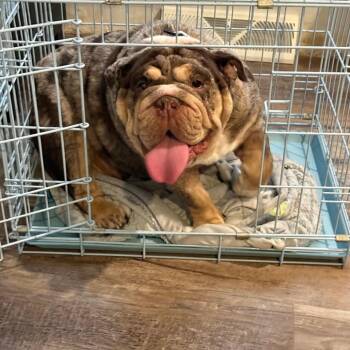 Stella -  English Bulldog Dog for Adoption in Huber Heights, Ohio - Stella | PetCurious
