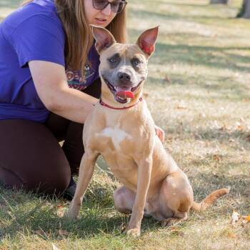 Prince -  Mixed Breed Dog for Adoption in Dearborn, Michigan - Prince | PetCurious