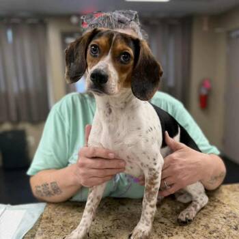 Beagle Dogs Available for Adoption - Callie | PetCurious