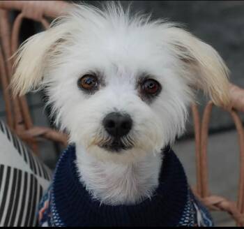 Poodle and Maltese Dogs Available for Adoption - Penny | PetCurious