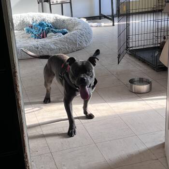 Brutus -  Pit Bull Terrier Dog for Adoption in Guthrie, Oklahoma - Brutus | PetCurious