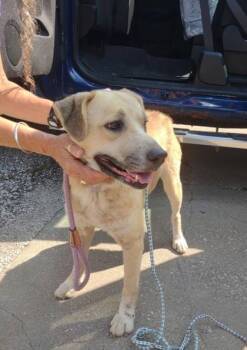 Rescue Labrador Retriever and Mixed Breed Dogs for Adoption in Bedford, Indiana - Faye | PetCurious
