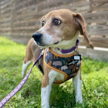 Petunia 7493 -  Beagle Dog for Adoption in Freeport, Florida - Petunia 7493 | PetCurious