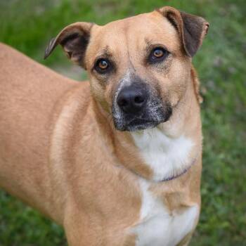 Black Mouth Cur and American Staffordshire Terrier Dogs Available for Adoption - Lanie JuM | PetCurious