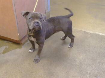 APPLE FRITTER -  American Bulldog and Mixed Breed Dog for Adoption in Sacramento, California - APPLE FRITTER | PetCurious