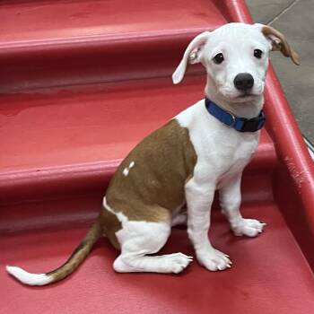 Thackery Binx 54074 -  Pit Bull Terrier Dog for Adoption in Las Vegas, Nevada - Thackery Binx 54074 | PetCurious