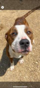 Rescue Mixed Breed Dogs for Adoption in Warren, Ohio - Wrigley | PetCurious