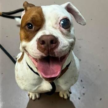 Rescue American Staffordshire Terrier and Mixed Breed Dogs for Adoption in Northbrook, Illinois - Lucie | PetCurious