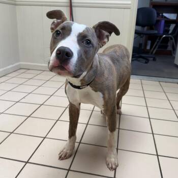 Pit Bull Terrier Dogs Available for Adoption in Tuscaloosa, Alabama - Triton | PetCurious