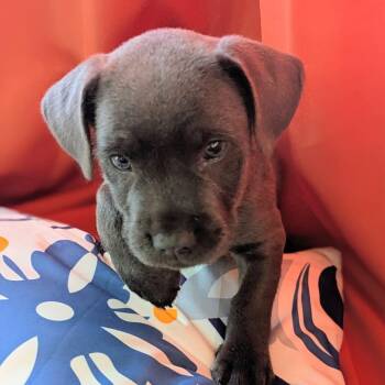 Bluebell -  Schnoodle and Pit Bull Terrier Dog for Adoption in Grand Rapids, Michigan - Bluebell | PetCurious