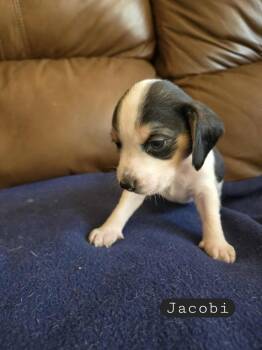 Rescue Beagle Dogs for Adoption in Overland Park, Kansas - Jacobi - Fostered In Omaha | PetCurious