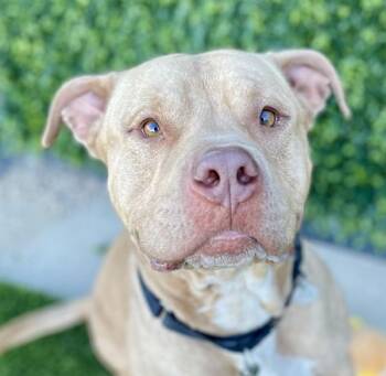 Blue -  Pit Bull Terrier Dog for Adoption in Golden, Colorado - Blue | PetCurious