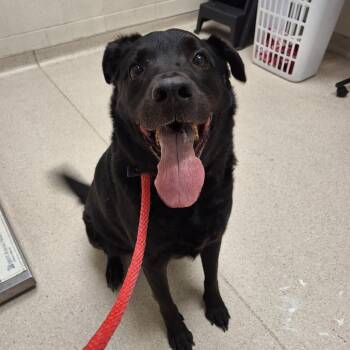 Mixed Breed Dogs Available for Adoption in Murray, Utah - Westie | PetCurious