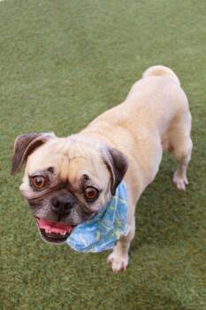 Chicharron -  Pug Dog for Adoption in Gardena, California - Chicharron | PetCurious