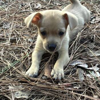 Ivy -  Chihuahua and Dachshund Dog for Adoption in York, South Carolina - Ivy | PetCurious