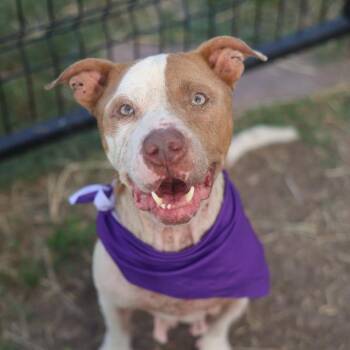 HARMONY -  American Staffordshire Terrier Dog for Adoption in San Antonio, Texas - HARMONY | PetCurious