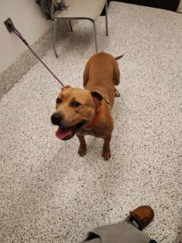 Rescue Pit Bull Terrier and Mixed Breed Dogs for Adoption in Atlanta, Georgia - Sky Sky | PetCurious