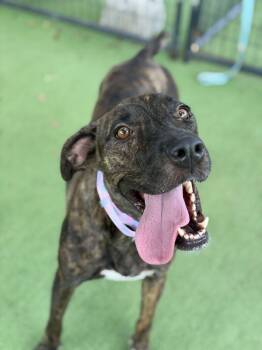 Chloe -  American Bulldog Dog for Adoption in Lakeland, Florida - Chloe | PetCurious